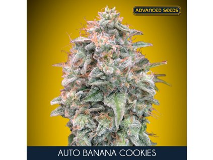 Auto Banana Cookies 1 u fem Advanced Seeds