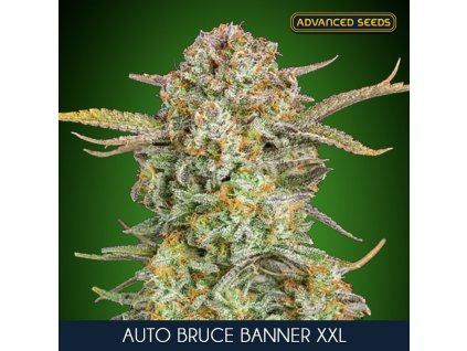 Auto Bruce Banner XXL 1 u fem Advanced Seeds