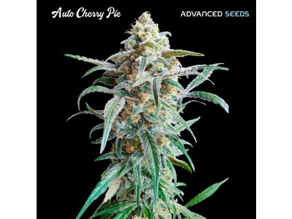 Cherry Pie – Advanced Seeds – samokvetoucí semena