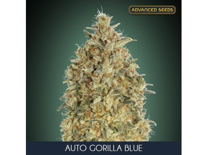 Auto Gorilla Blue 1 u fem Advanced Seeds