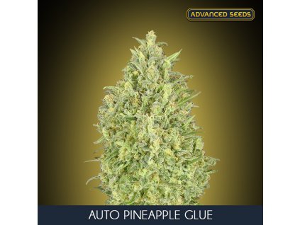 Auto Pineapple Glue 1 u fem Advanced Seeds