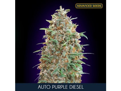 Auto Purple Diesel 1 u fem Advanced Seeds