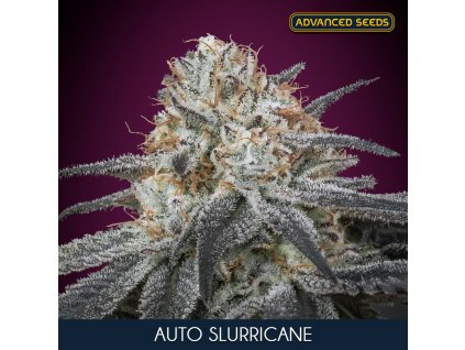 Auto Slurricane 1 u fem Advanced Seeds