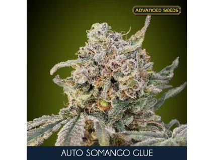 Somango Glue – Advanced Seeds – samokvetoucí semena