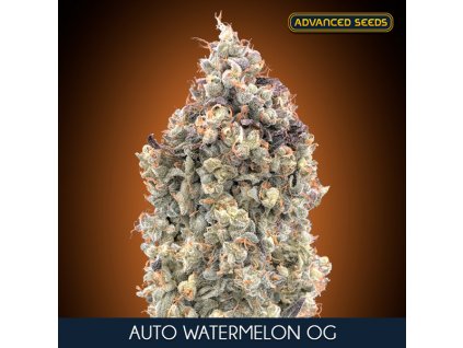 Auto Watermelon Og 5 2 u fem Advanced Seeds