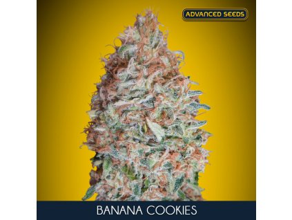 Banana Cookies 1 u fem Advanced Seeds