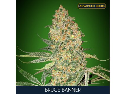 Bruce Banner 1 u fem Advanced Seeds