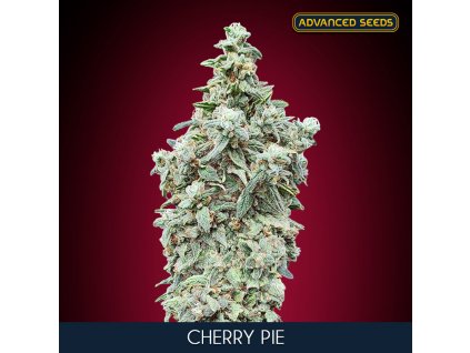 Cherry Pie 1 u fem Advanced Seeds