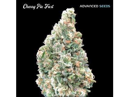 Cherry Pie Fast 1 u fem Advanced Seeds