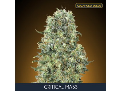 Critical Mass 1 u fem Advanced Seeds