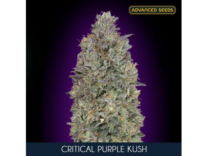 Critical Purple Kush 1 u fem Advanced Seeds