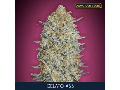Gelato 33 10 3 u fem Advanced Seeds