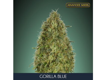 Gorilla Blue 5 2 u fem Advanced Seeds