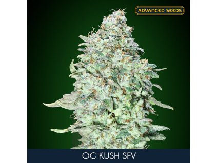 OG Kush SFV 10 3 u fem Advanced Seeds