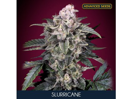 Slurricane 5 2 u fem Advanced Seeds