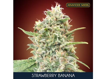 Strawberry Banana 5 2 u fem Advanced Seeds