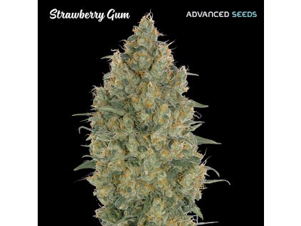 Strawberry Gum 100 u fem Advanced Seeds