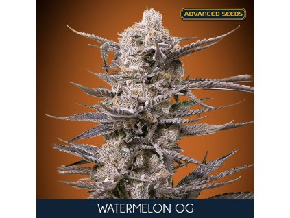 Watermelon OG 3 1 u fem Advanced Seeds