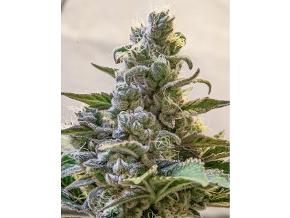 Lemon Cake Auto