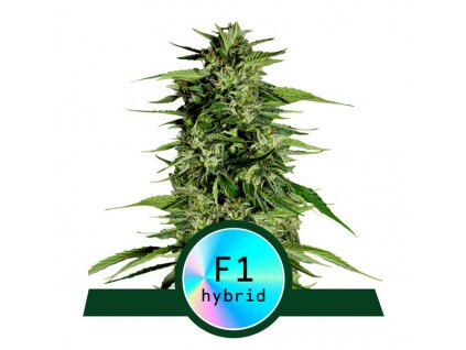 hyperion f1 01