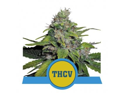 THCV