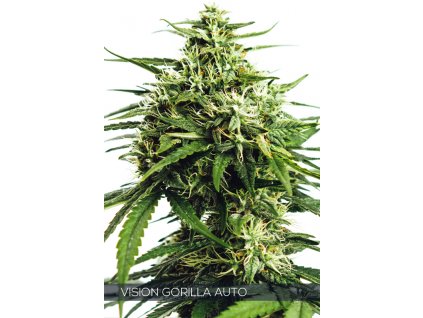 WEB VISION GORILLA AUTO