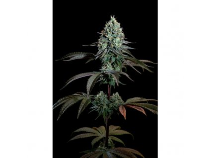 purple mints feminisee paradise seeds graines de collection