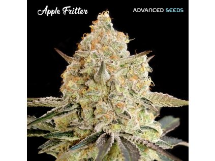 Apple Fritter 1 u fem Advanced Seeds