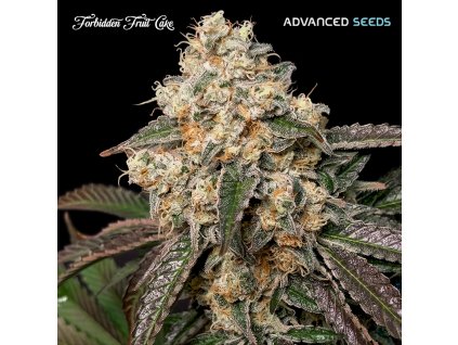 Forbidden Fruit Cake 1 u fem Advanced Seeds