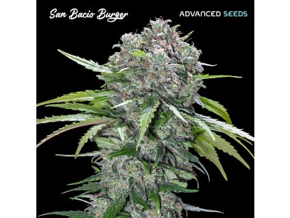 San Bacio Burger 1 u fem Advanced Seeds