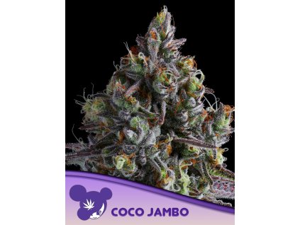 Coco Jambo 600x800 1