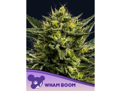Wham Boom 600x800 1