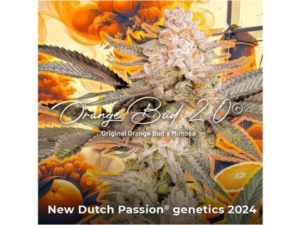 BearBush Bear Bush Botanical Collective Dutch Passion Seed Company Orange Bud 2.0 Fem 5
