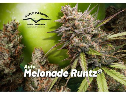 Auto Melonade Runtz 110g indoor harvest report by The Artist