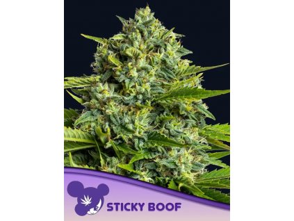 Sticky Boof 600x800 1