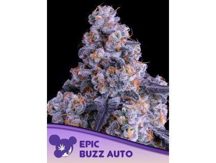 Epic Buzz – Anesia Seeds – AUTO