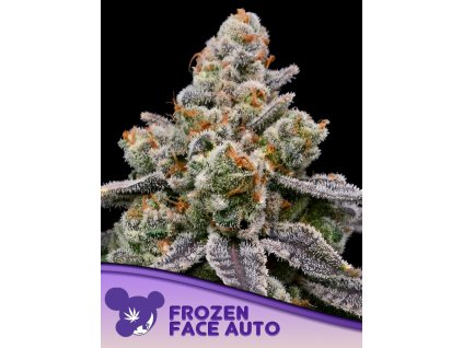 Frozen Face – Anesia Seeds – AUTO