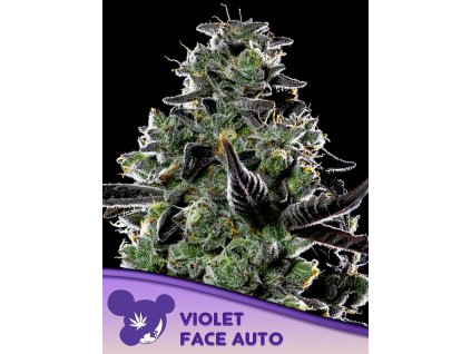 Violet Face – Anesia Seeds – AUTO