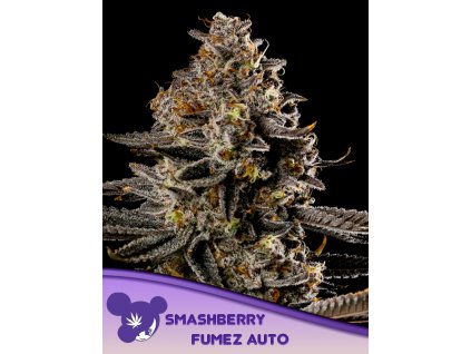 Smashberry Fumez Auto 600x800 1