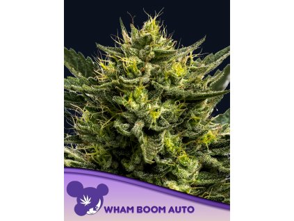 Wham Boom Auto 600x800 1