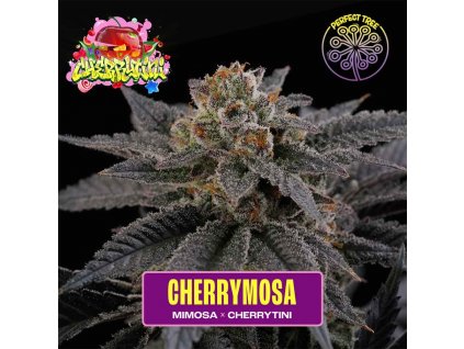 cherrymosa feminized seeds perfecttree