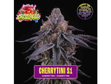 cherrytini s1 feminized seeds perfecttree