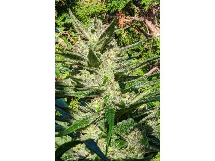 b10e63c1 2168 47b3 9e4b a75fac6d8196