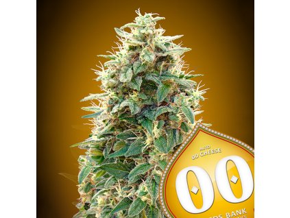00 Cheese – 00 Seeds – AUTO