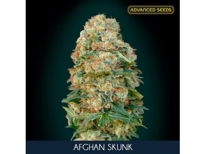 Afghan Skunk 1 u fem Advanced Seeds