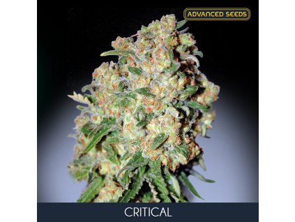 Critical 1 u fem Advanced Seeds