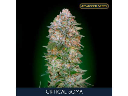 Critical Soma 1 u fem Advanced Seeds