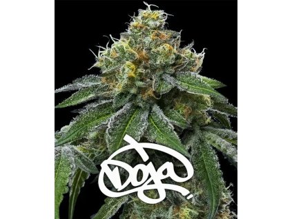 082vg87z