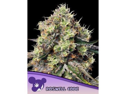 Roswell Code – Anesia Seeds – Feminizovaná