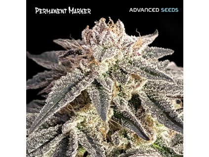 Permanent Marker – Advanced Seeds – feminizovaná semena